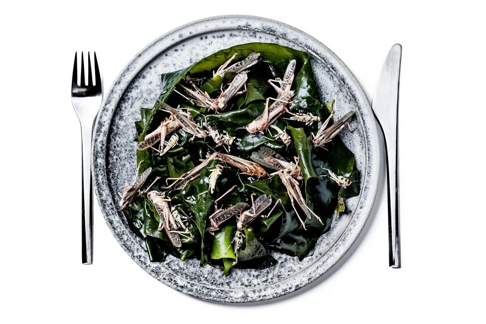 The writer calls for measures from SFA against  inadvertent consumption arising when insect food is served whole or crushed and added to cooking ingredients and served in restaurants. 