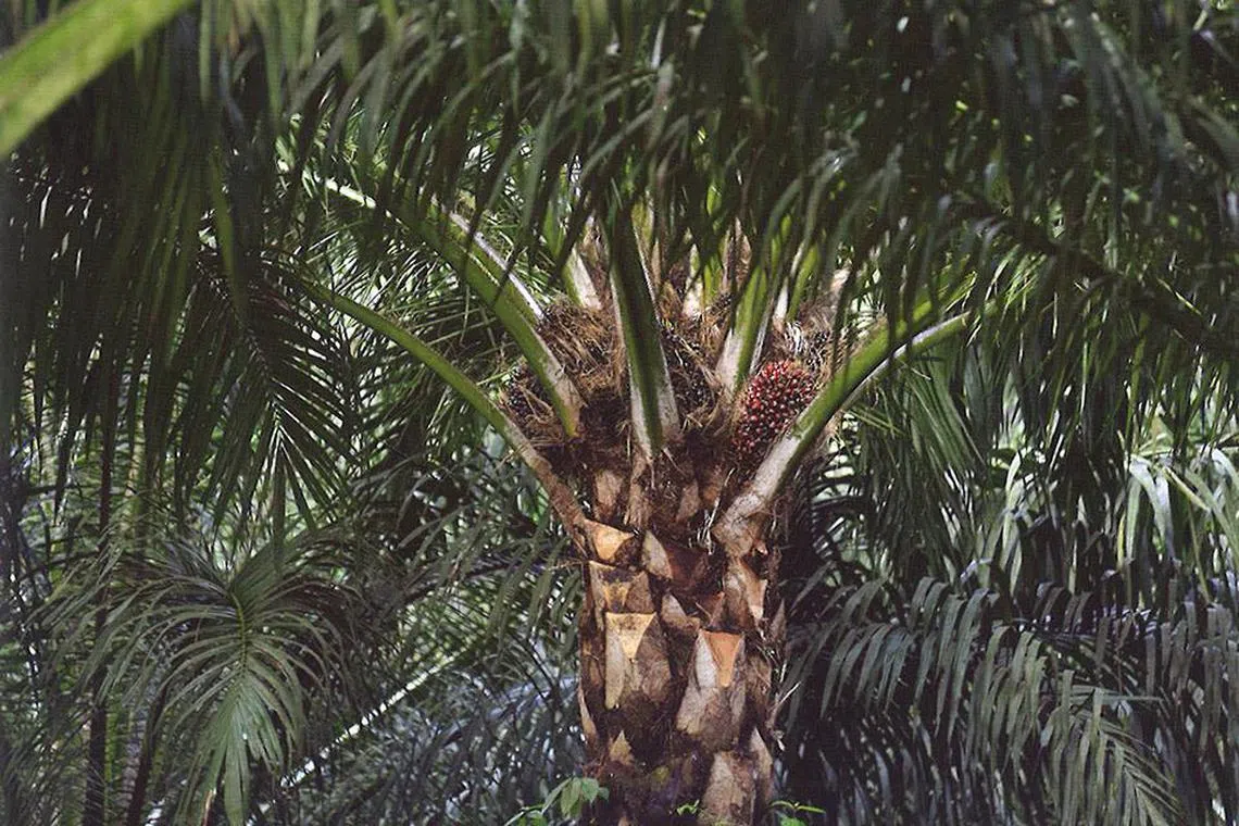 Higher plantation output allowed the company to capitalise on stronger crude palm oil prices. 