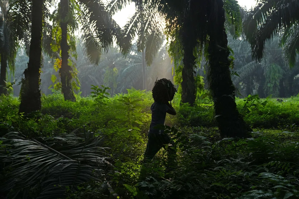 Companies have to submit paperwork and pay fines to obtain cultivating rights on their plantation by Nov 2, 2023.