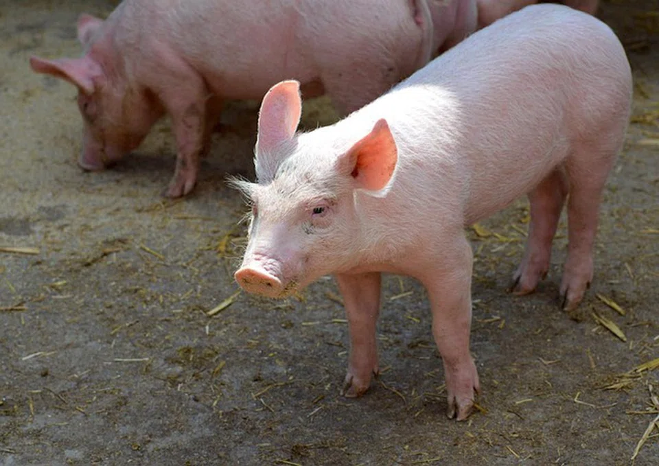 Vietnam developed and commercialised two homegrown vaccines in 2023 – the world’s first for the viral and deadly African Swine Fever.