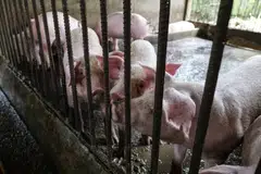 For pig producers, “emerging markets are significantly less vulnerable, given the stable domestic demand for pork and delayed implementation of climate policies,” Fitch said.