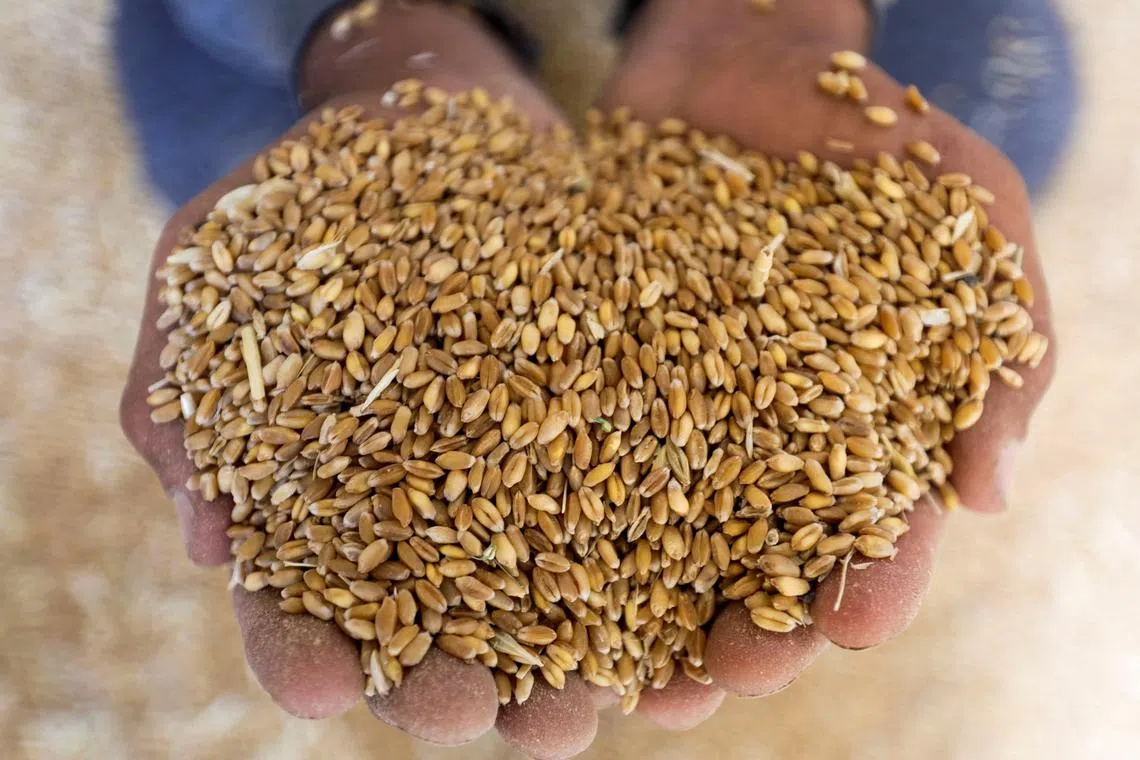 A farmer displays wheat grains in Al Qalyubia, Egypt. Russia is a key exporter of grain and fertiliser to Africa; Western governments eager to sustain support for Ukraine should recognise the region's food-security concerns.