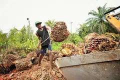 Palm oil producer First Resources' H2 sales rise 9.4% to US$581.5 million, on the back of stronger palm oil prices.
