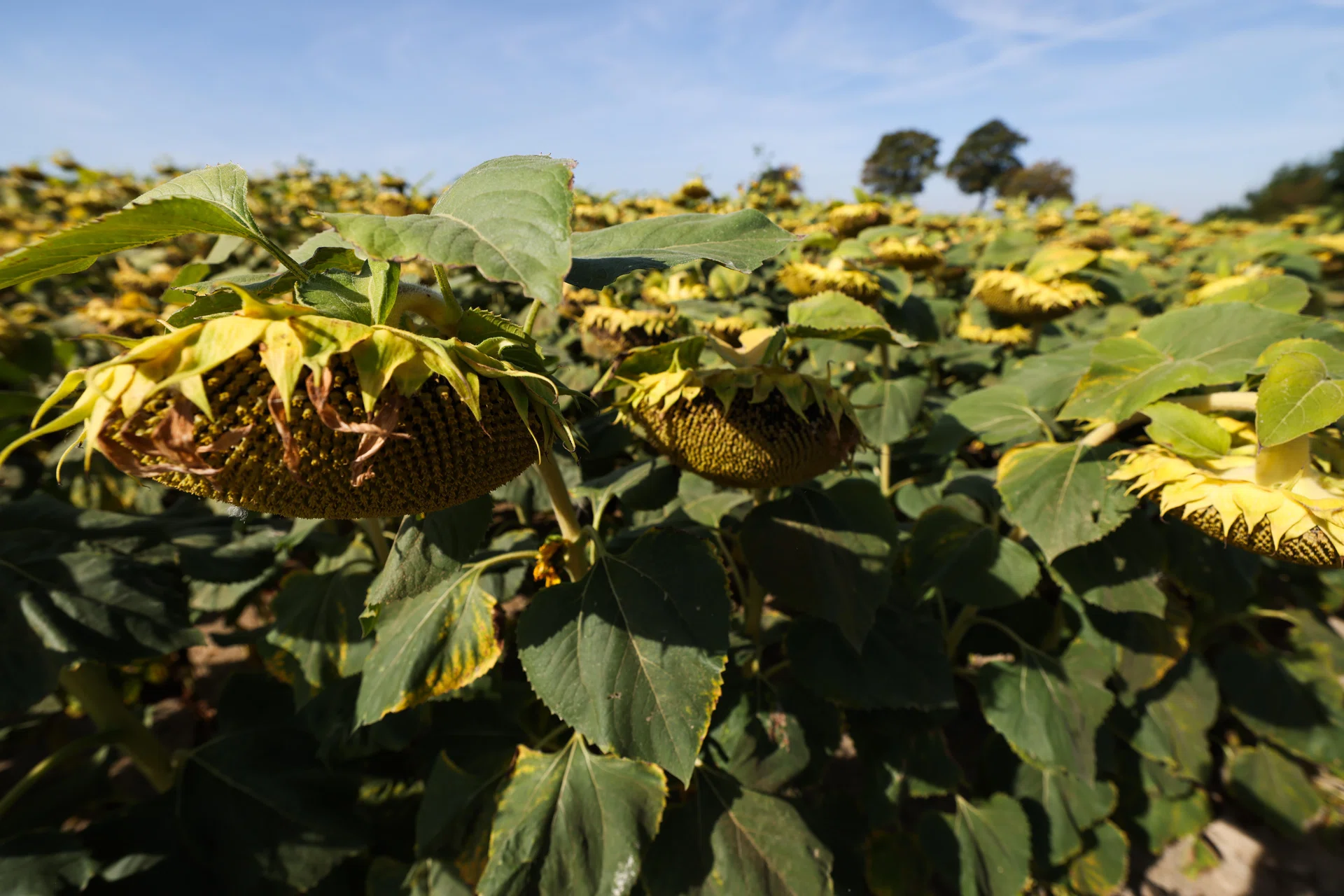 Europe’s heat-parched land poses risks for next year’s crops