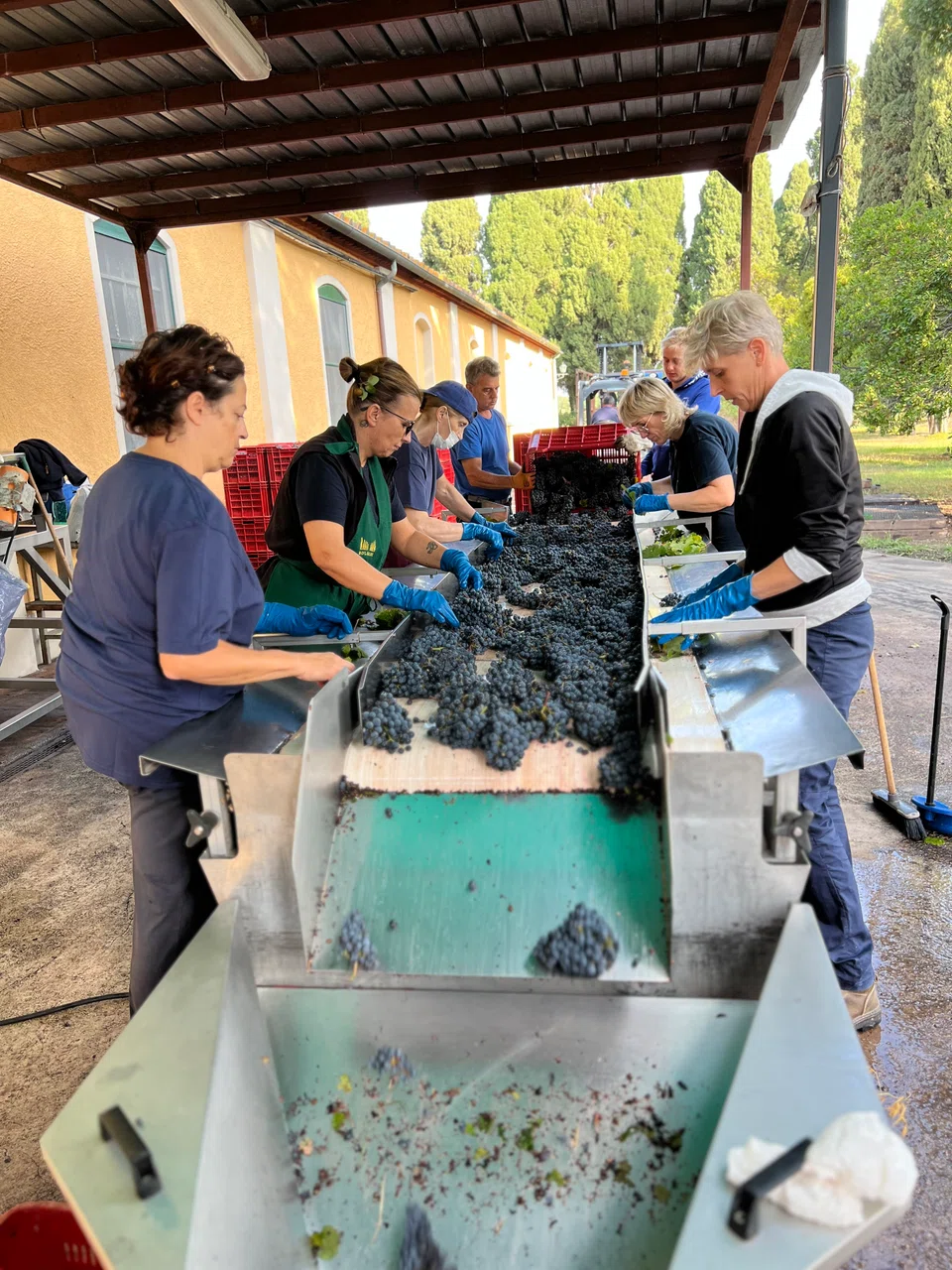 Screening the grape harvest before it enters the de-stemming machine, at Tenuta San Guido. During the off-season, employees stay on in other roles –  such as tending to the olive trees on the estate – providing a stable source of employment for local communities.