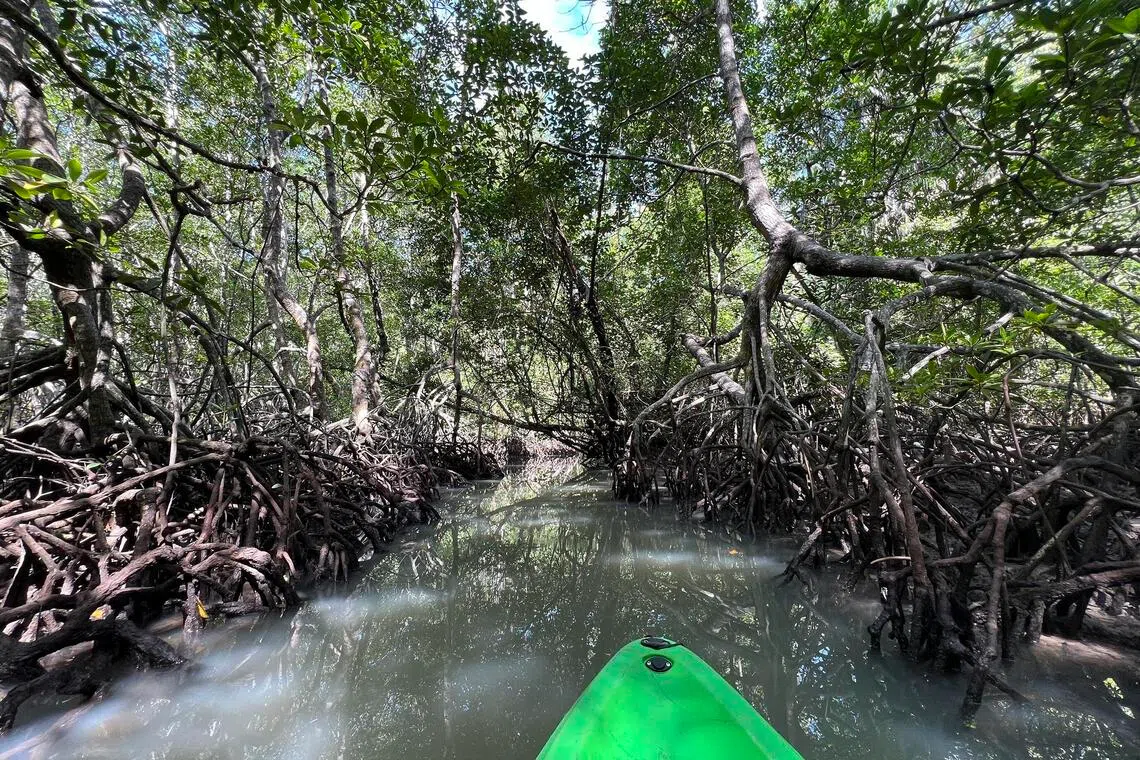 Blue carbon projects conserve and restore coastal and marine ecosystems such as mangroves and seagrasses.