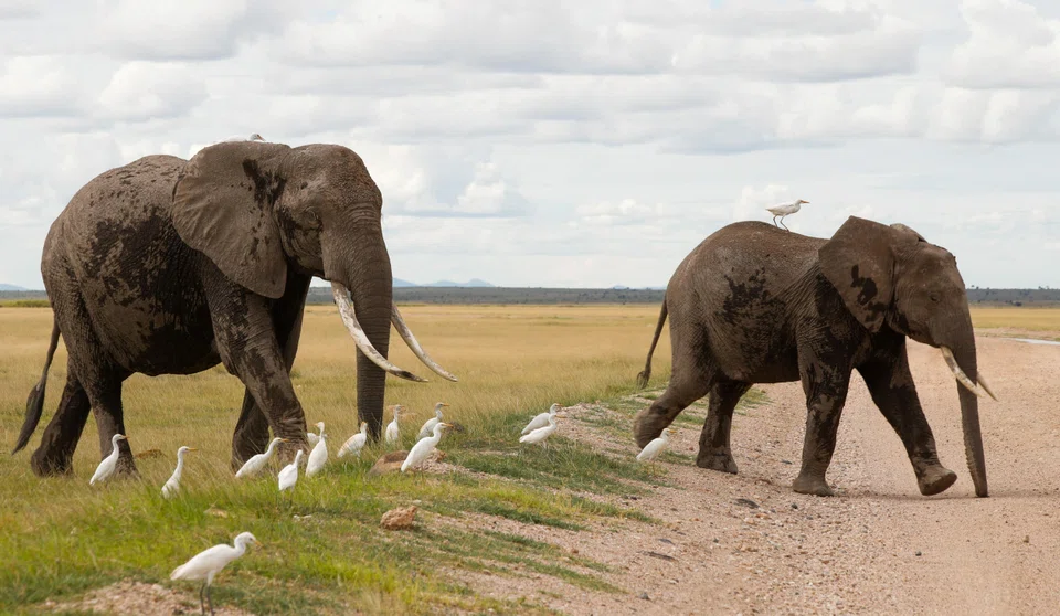 Visitors from around the world flock to Amboseli in Kenya every year to see the huge elephants, making them valuable from a tourism perspective. 
