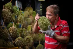 Malaysia is not the only country producing the Musang King variety of durian but the taste and texture of its Musang King are distinct due to ideal climate and soil conditions.