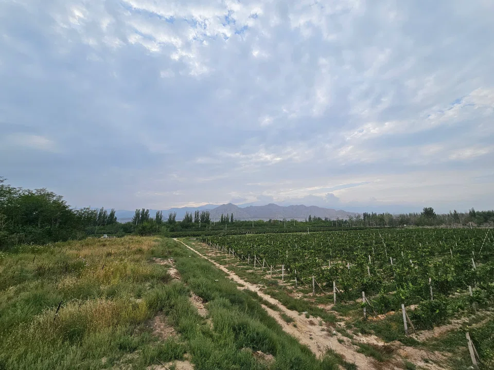 A view of Kanaan Winery.