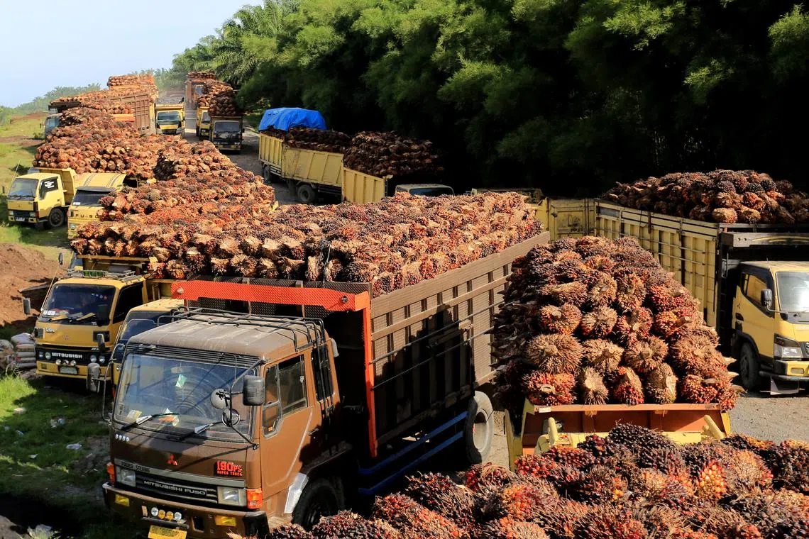 Palm oil output is set to recover this year, especially in Indonesia, upon emergence from the long-tail impact of El Nino weather conditions.
