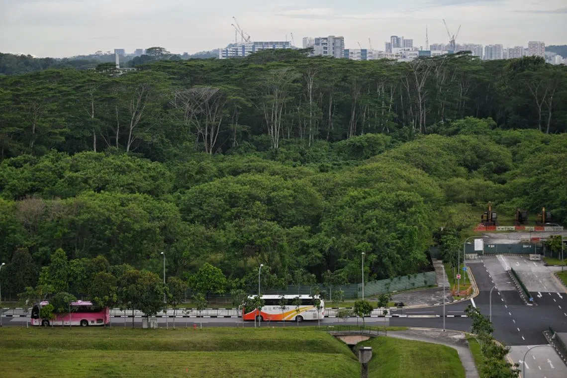 The site of the Kranji woodland that was cleared by mistake in 2020 and 2021, in a photo taken on Oct 1, 2024. 