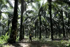 A worker collects palm oil fruits at an oil palm plantation in Slim River, Malaysia, August 2021.