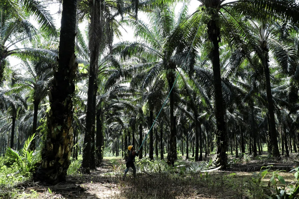 A worker collects palm oil fruits at an oil palm plantation in Slim River, Malaysia, August 2021.