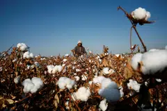 The entities banned include companies growing Xinjiang cotton and manufacturing textiles for global export, alongside those producing inputs for solar modules using polysilicon made in the region.
