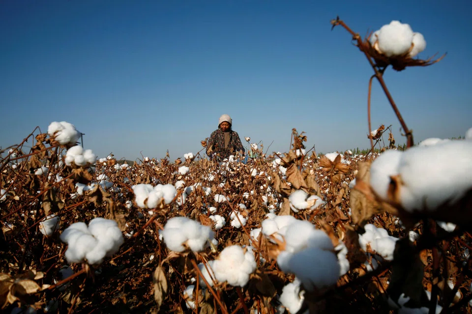 The entities banned include companies growing Xinjiang cotton and manufacturing textiles for global export, alongside those producing inputs for solar modules using polysilicon made in the region.