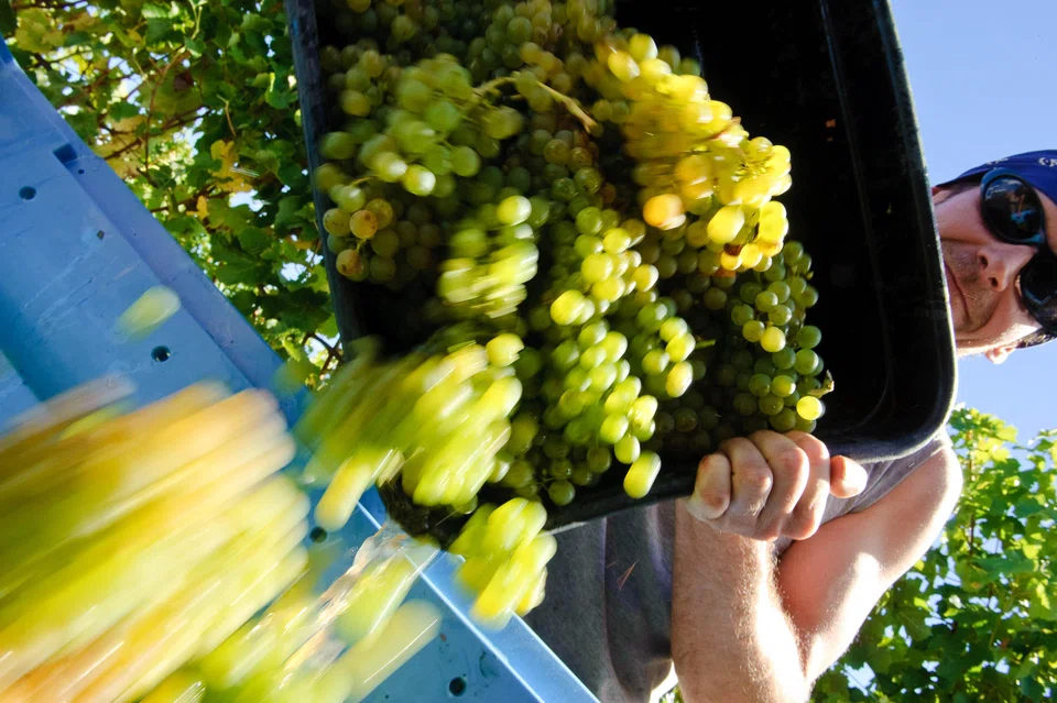 Harvesting sauvignon blanc grapes at a vineyard in Marlborough, New Zealand. Drinkers'  taste preferences are shifting to whites. 