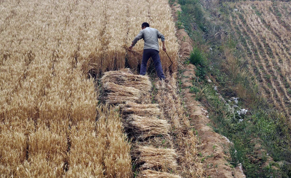 The lower cost to decarbonise the agri-food sector is in large part due to the relatively low capital expenditure of the solutions and their high technological readiness level, the report says.