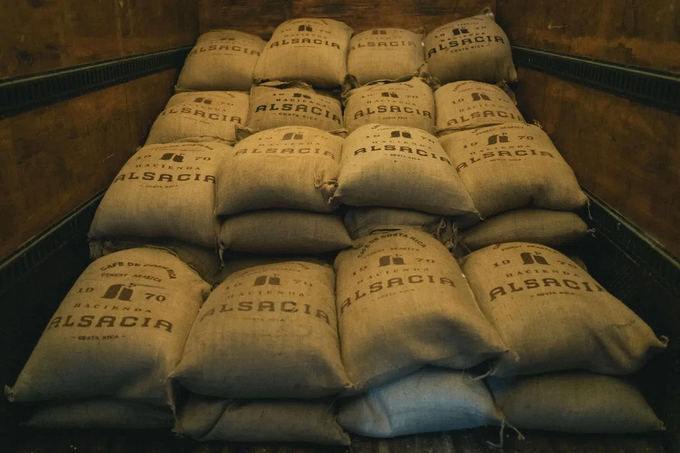 Starbucks bought its first company-operated farm, Hacienda Alsacia, in Costa Rica to study disease- and climate-resistant coffee varietals. 