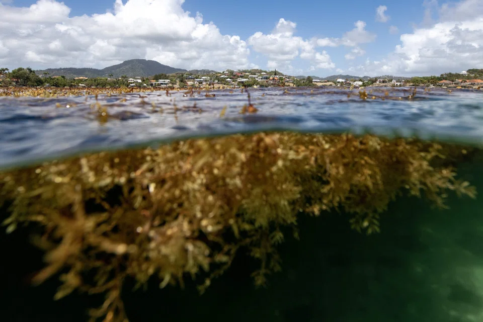 The proliferation of sargassum, which releases hydrogen sulphide as it decomposes, smothers biodiversity and has also impacted tourism and the economy.