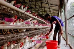 Kampong chicken suppliers received word that all live chickens would be subject to the export ban