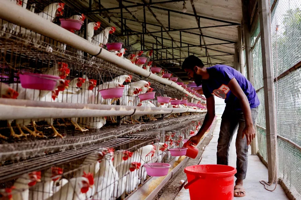 Malaysian authorities will discuss a possible review of the policy on palm kernel cake exports, which can be used as animal feed, in an effort to stabilise chicken supplies in the country, the commodities ministry said on Tuesday.