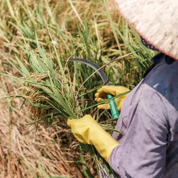 Around 90% of the rice Vietnam ships – mostly to the Philippines, but also to Africa and the US – comes from the Mekong.