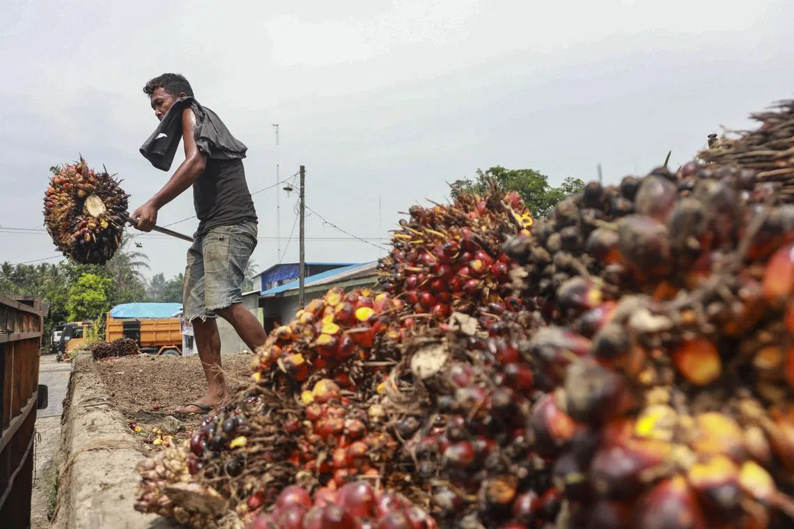 South-east Asia's favourable climate and fertile soil make it a major crop grower. The region is home to key producers of palm oil, rice and dried beans. 