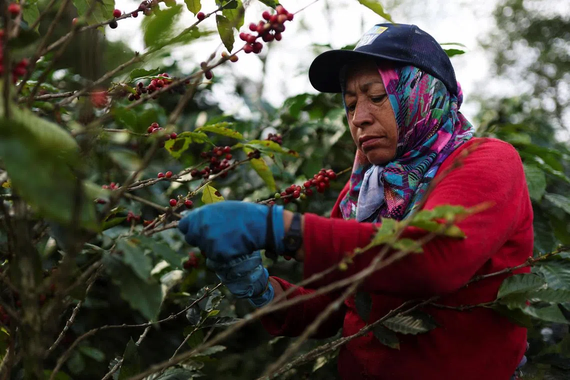 A worker picks coffee berries at a plantation in Anolaima, Colombia December 4, 2024. REUTERS/Luisa Gonzalez