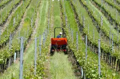 Equipment used in wineries across the world, such as tractors, run on fuel sources which have doubled in price since the Iran war broke out. 