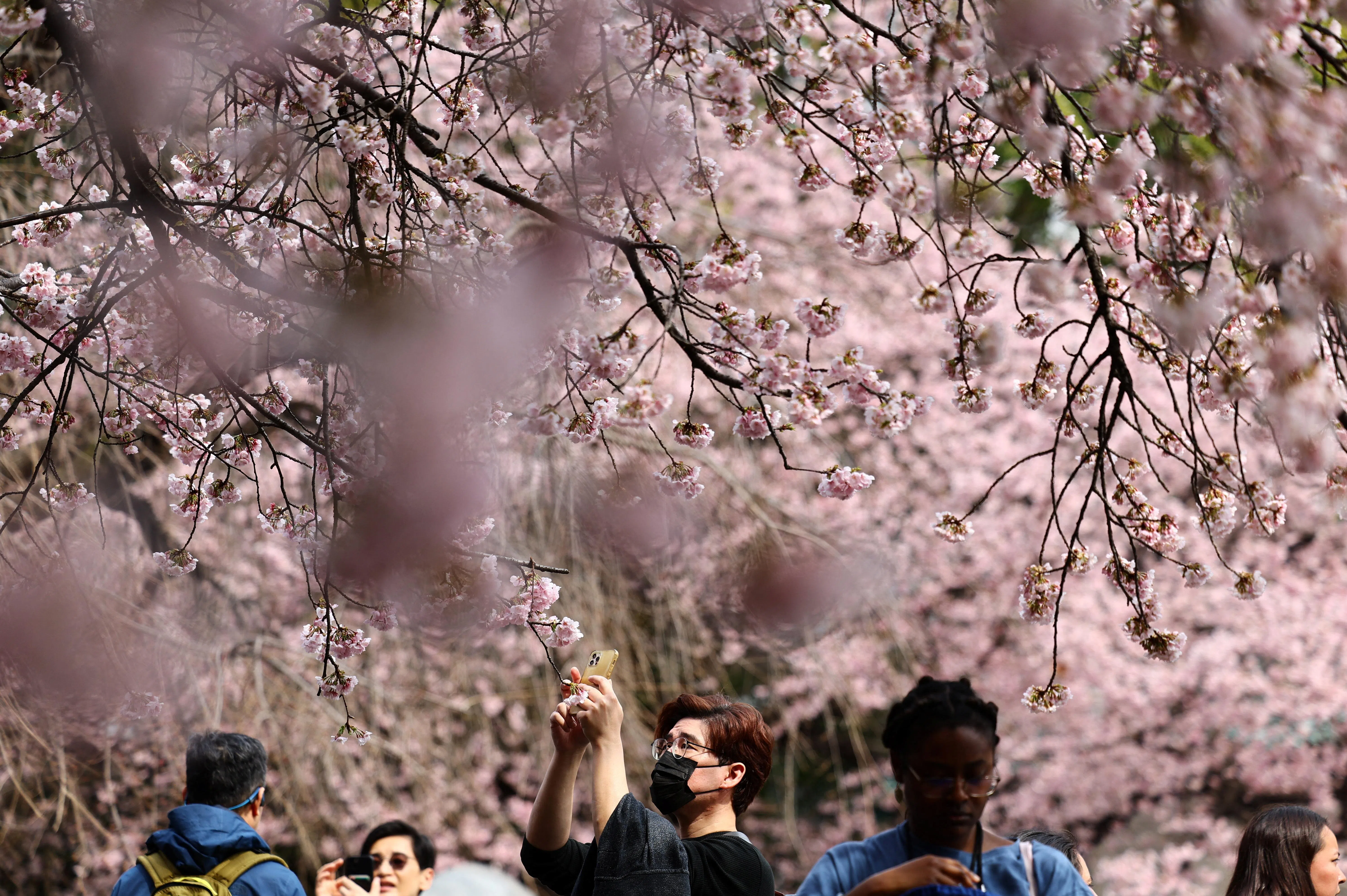 Japan's cherry blossom database, 1,200 years old, has a new keeper