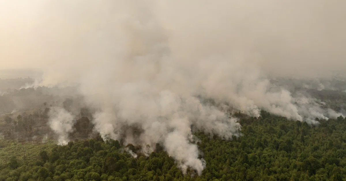 TSH Resources operates 36,000 hectares of planted areas in Kalimantan and Sumatra, according to its 2025 annual report