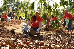 In total, OCBC’s combined forestation efforts have absorbed more than 111 million kg of carbon dioxide since 2017.