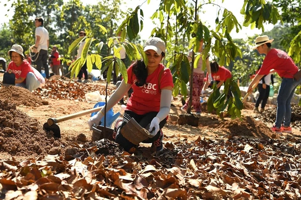 In total, OCBC’s combined forestation efforts have absorbed more than 111 million kg of carbon dioxide since 2017.
