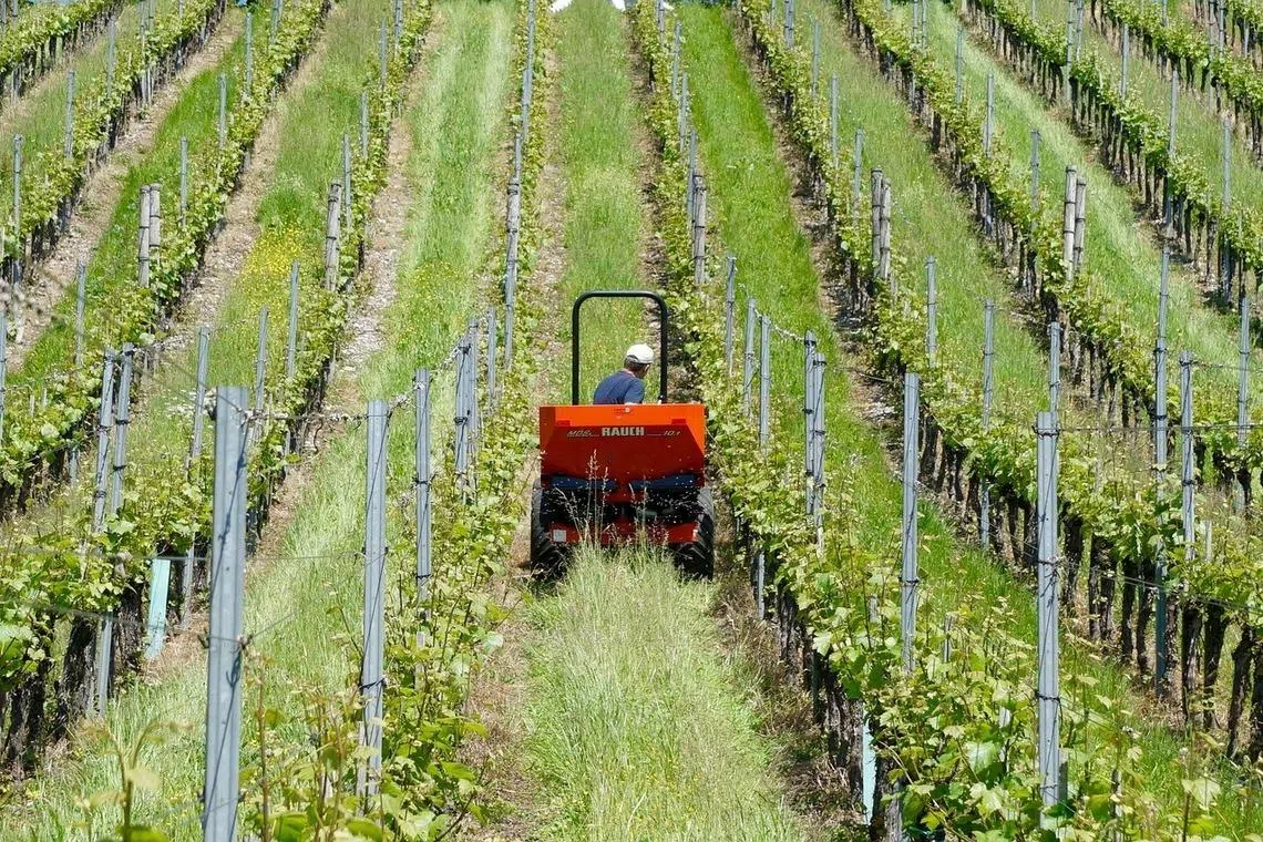 Equipment used in wineries across the world, such as tractors, run on fuel sources which have doubled in price since the Iran war broke out. 