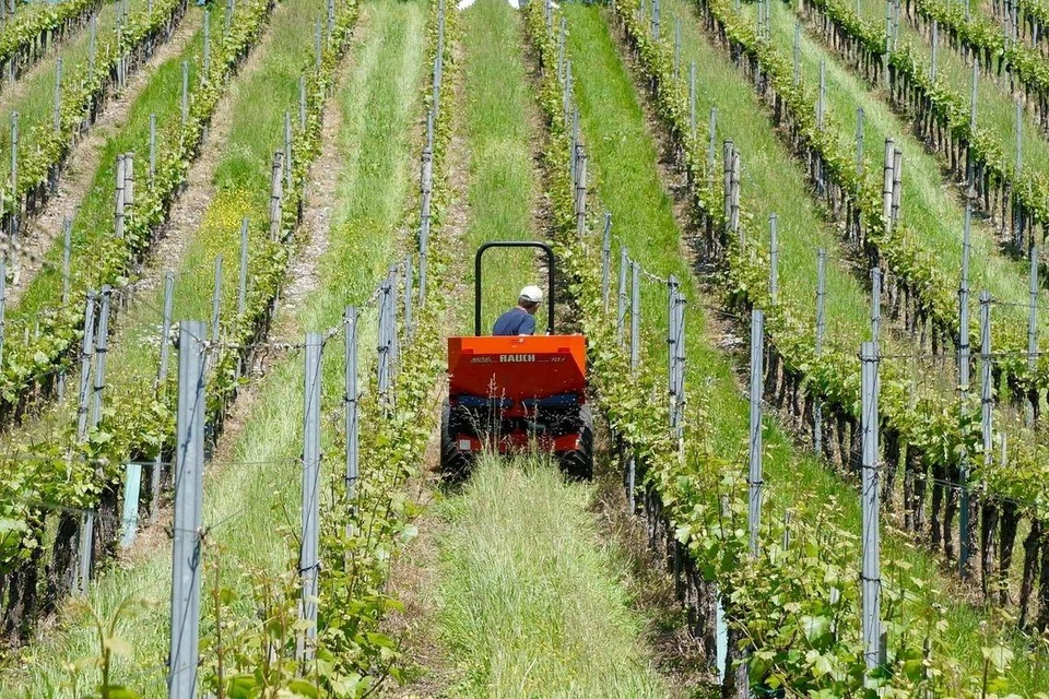 Equipment used in wineries across the world, such as tractors, run on fuel sources which have doubled in price since the Iran war broke out. 