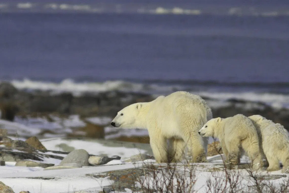 The use of both indigenous insights and scientific data has provided a more accurate picture of polar bear populations in Canada’s Northwest Territories.