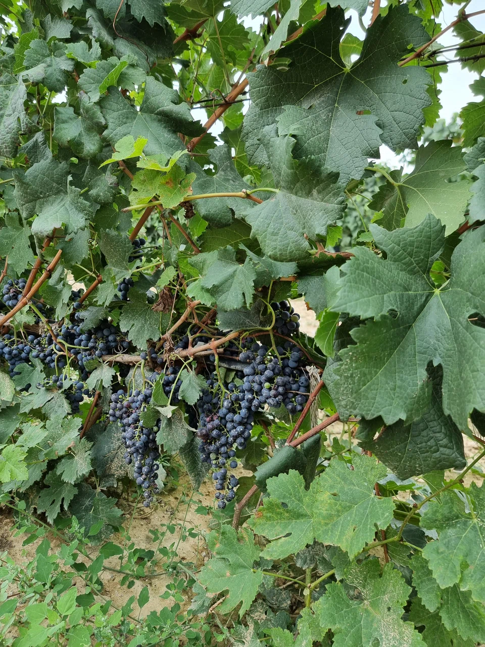 The vineyards of Helan Qingxue.