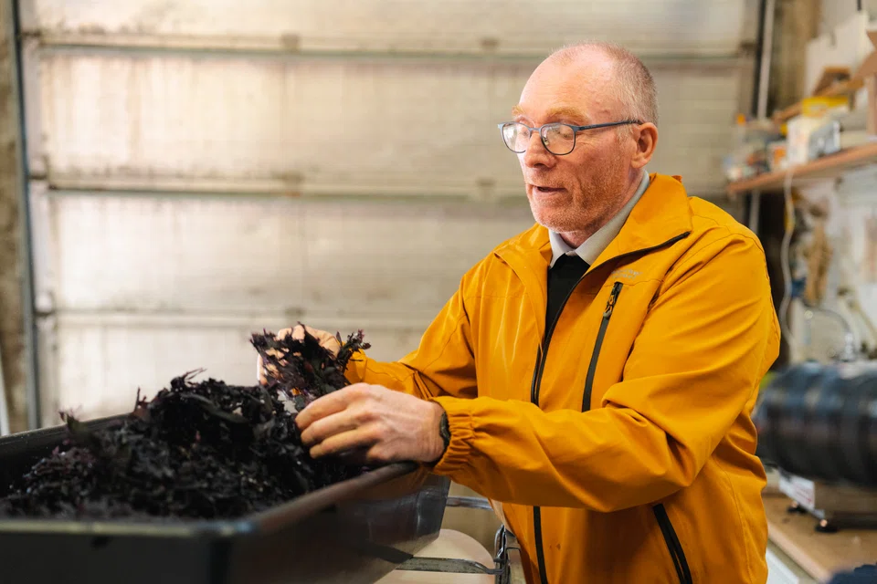 Operations manager Johann Magnusson shows the seaweed which Lava Seaweed grows using nutrient-rich repurposed wastewater from fish farms.