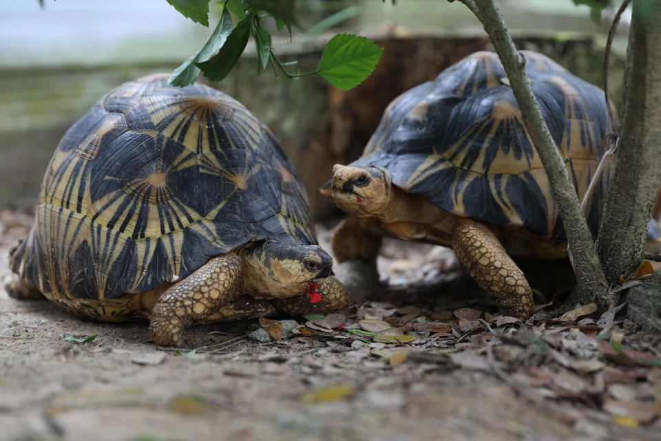 The radiated tortoise is a critically endangered species targeted by smugglers and traffickers.