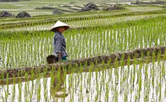 Thailand, the world’s second-biggest rice exporter, is seeing less rain as the nation braces for a potential drought next year as the El Niño weather pattern leads to drier conditions. 