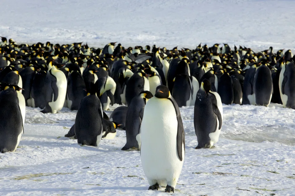 The Antarctic sea ice, which is essential to the emperor penguins’ livelihood, is disappearing due to heat-trapping gases released by humans’ use of fossil fuels.
