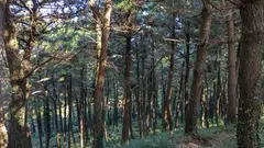 The trend towards natural capital represents an evolution in investment objectives that combines an existing financial investment case with action to combat climate change and nature loss, and support the health of global ecosystems while providing for the basic needs of a growing world population.