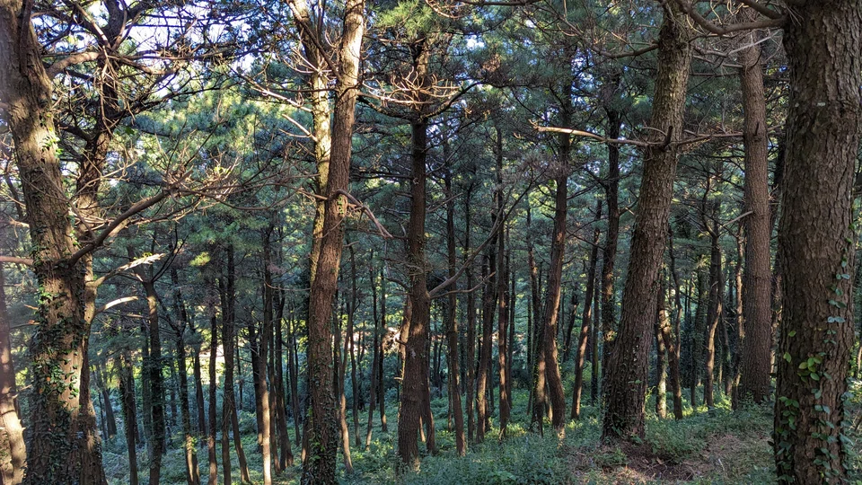 The trend towards natural capital represents an evolution in investment objectives that combines an existing financial investment case with action to combat climate change and nature loss, and support the health of global ecosystems while providing for the basic needs of a growing world population.