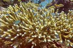 Without the algae, the coral becomes pale and vulnerable to starvation, disease or death.