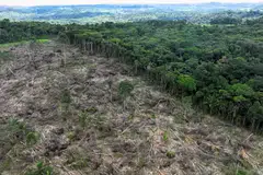 According to preliminary satellite data from space research agency INPE, 5,153 square km of the Amazon are cleared in 2023, a 49.9 per cent drop from 2022.