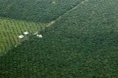 Indonesia is the top global producer of palm oil, which has been linked to land clearance.