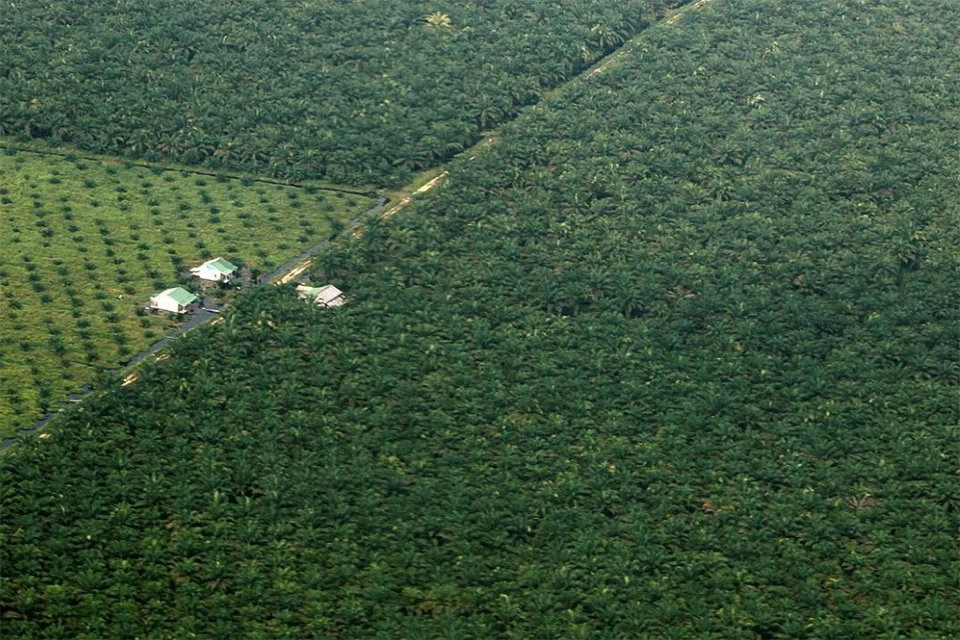 Indonesia is the top global producer of palm oil, which has been linked to land clearance.
