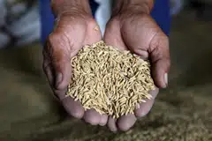 Thailand is the world’s third-largest rice exporter after India and Vietnam.