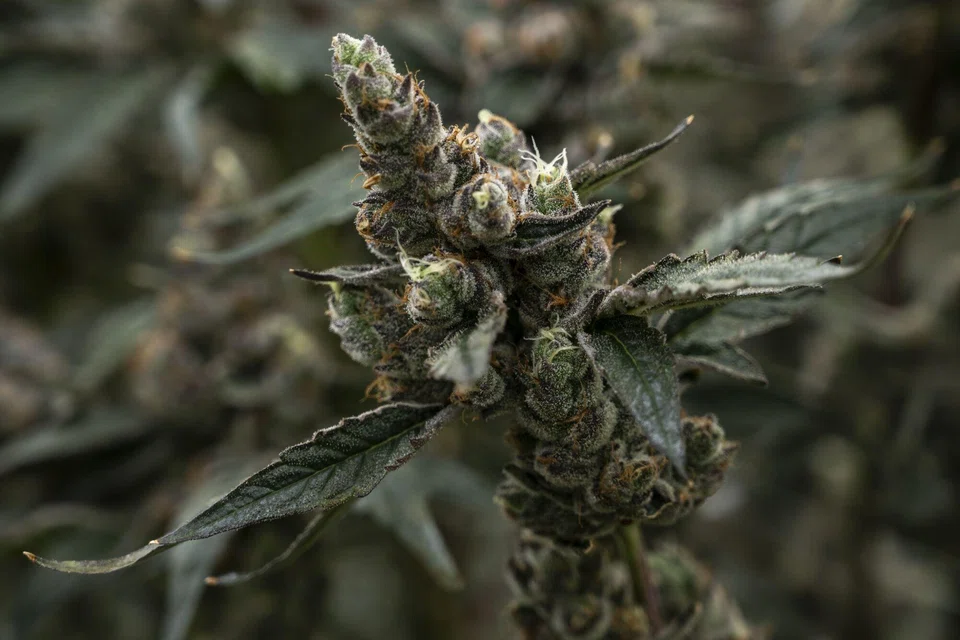 The use of various other parts of the plant, including roots and leaves, will however remain legal.