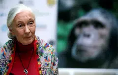 Born in London on Apr 3, 1934, Goodall grew fascinated with animals in her early childhood, when her father gave her a stuffed toy chimpanzee that she kept for life.